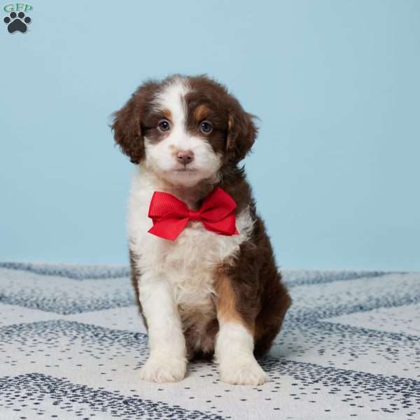 Darcy, Mini Aussiedoodle Puppy